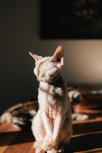 Person sitting with a calm cat on their lap in a relaxed indoor setting with warm lighting
